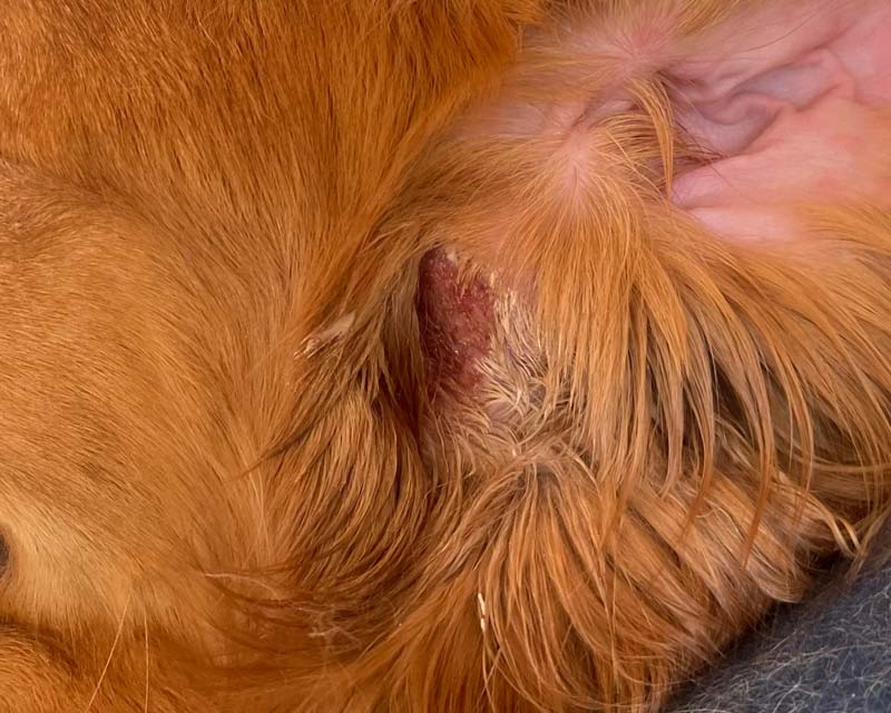 Acute moist dermatitis hot spot under left ear of golden retriever