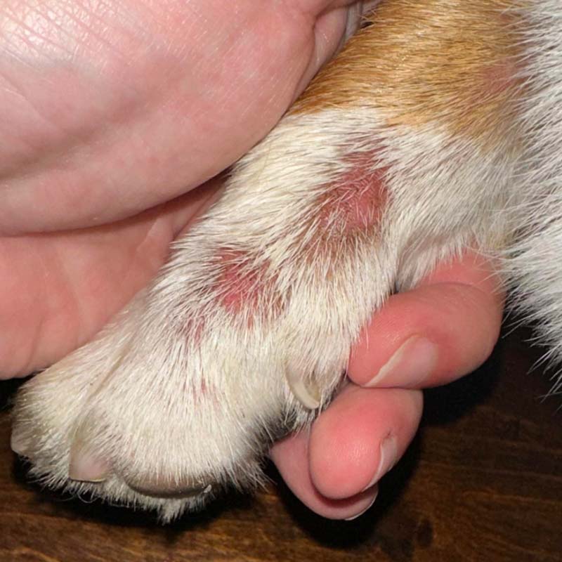 Hot spots (acute moist dermatitis) on side of Corgi's front paw and leg
