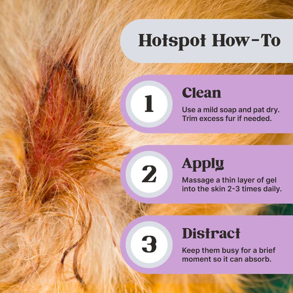 Title: Hotspot How-To; 3 steps listed vertically: 1. Clean; Use a mild soap and pat dry. Trim excess fur if needed; 2. Apply: Massage a thin layer of gel into the skin 2-3 times daily; 3. Distract: Keep them busy for a brief moment so it can absorb; Background image: Selective focus of red hotspot on golden retriever;