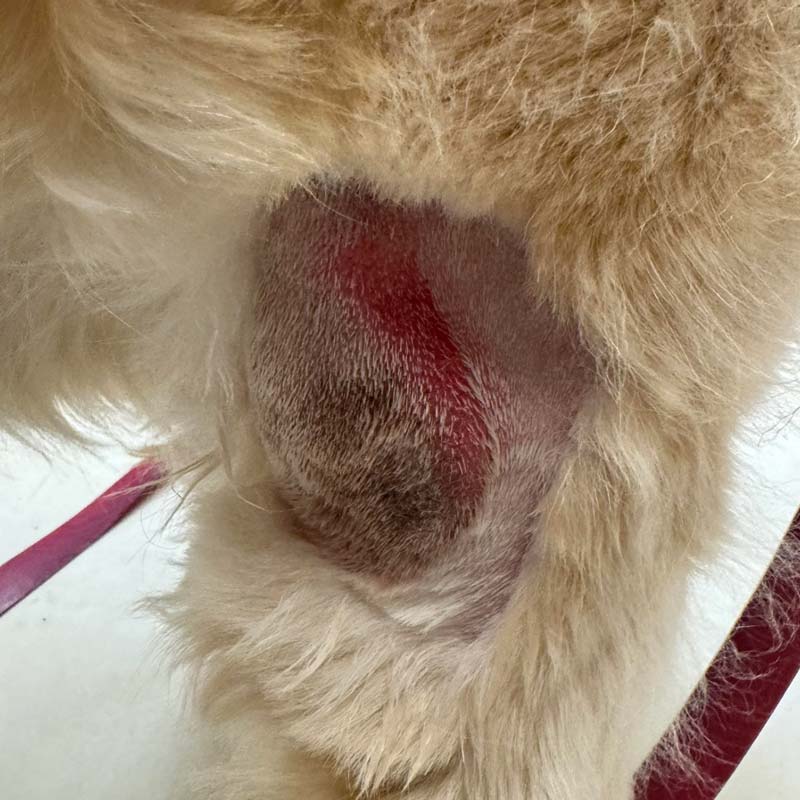 Hot spot, aka acute moist dermatitis, on back foreleg of Golden Retriever dog with surrounding fur shaved