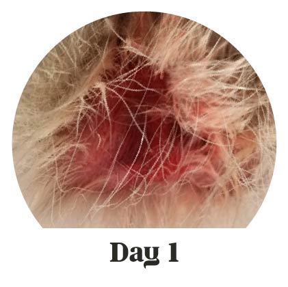 Closeup photo of raw, red hot spot lesion on groin of Siberian Husky