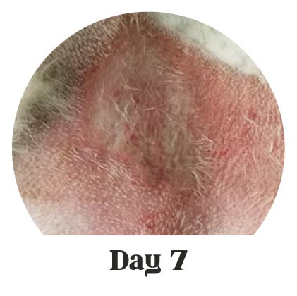 Close-up of  healed hotspot rash on groin of dog at Day 7 of treatment with Lavengel