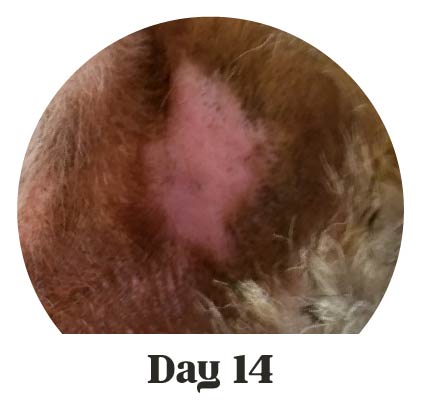 Close-up of healed and pink skin with fur regrowth after treatment with Lavengel