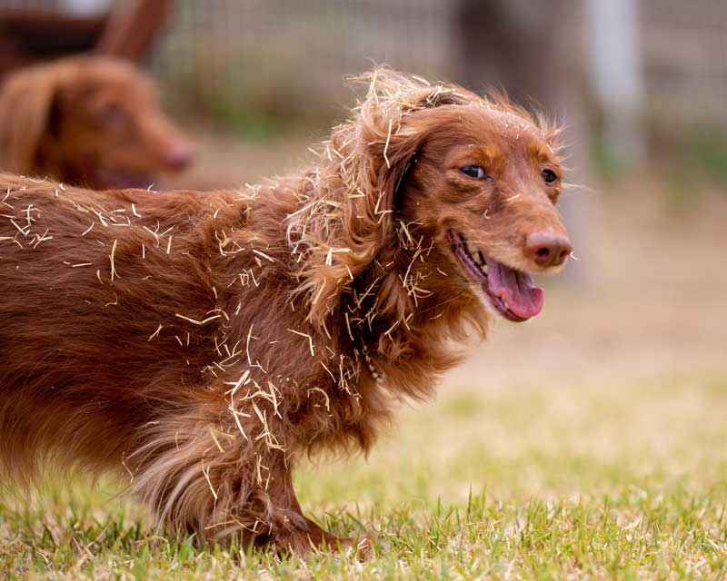 Brown long-haired dachshund stands in grass looking at camera covered in loose straw