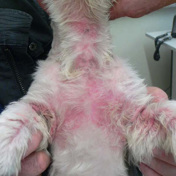 Malassezia dermatitis on neck, chest, and forelegs of small dog being examined at vet's office