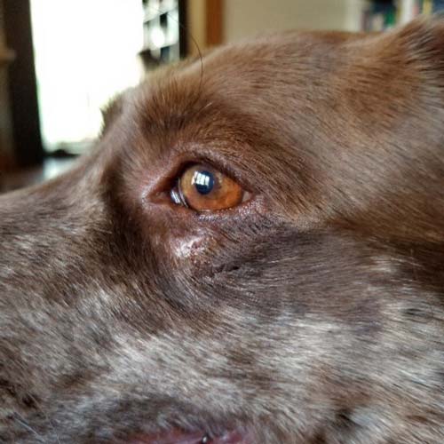 Closeup of left eye of brown dog with eye wound healed by Lavengel