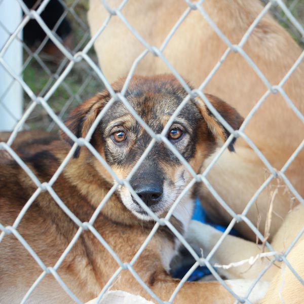 Brown and white mixed breed dog lying in kennel seen through chain-link fence