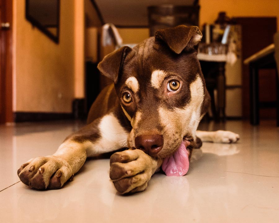 Rottweiler mix puppy lies on tile floor licking foreleg and looking at camera