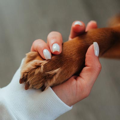 Brown dog paw held in woman's hand with white fingernails