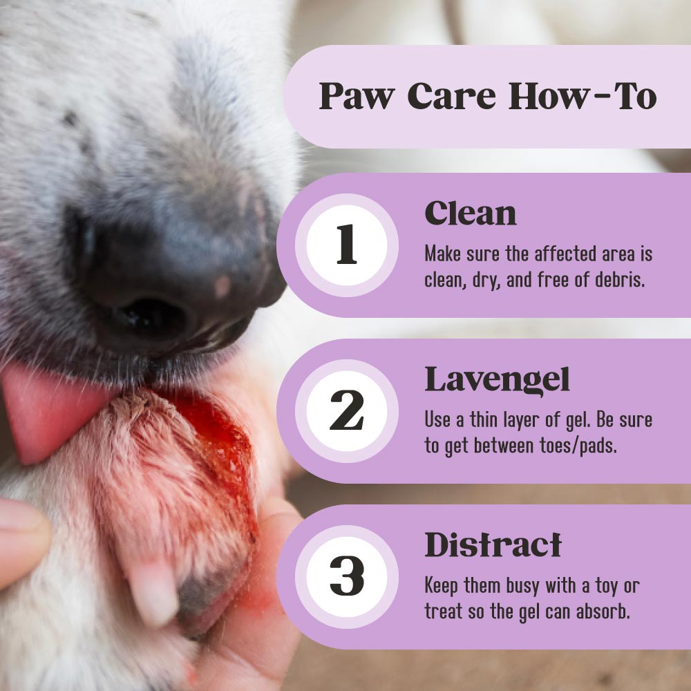 Title: Paw Care How-To; 3 steps listed vertically: 1. Clean: Make sure the affected area is clean, dry, and free of debris; 2. Apply: Use a thin layer of gel. Be sure to get between toes/pads; 3. Distract: Keep them busy with a toy or treat so the gel can absorb; Background image: Selective focus of white dog licking red wound on side of paw;
