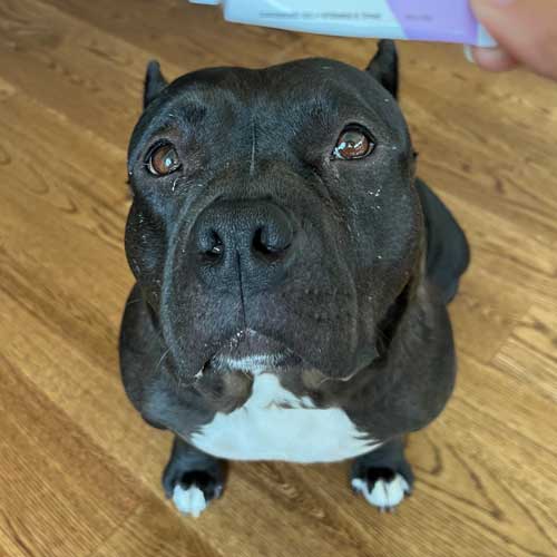 Black and white American bully sitting on wood floor looking up