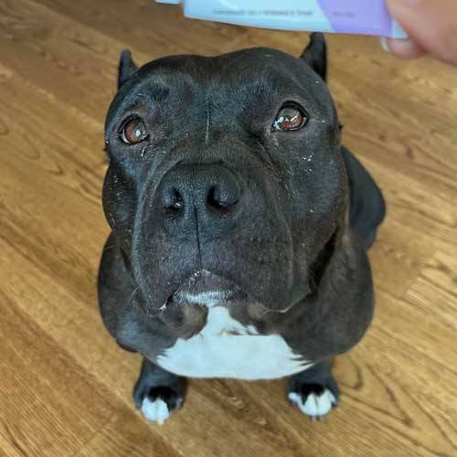 Black and white American bully sitting on wood floor looking up 