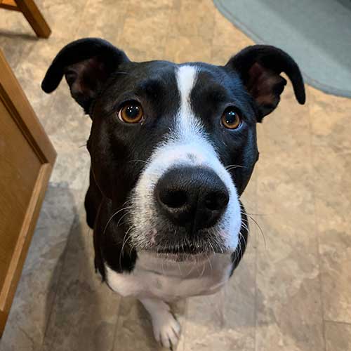 Black and white mixed breed dog sitting on tile floor lookin up at camera