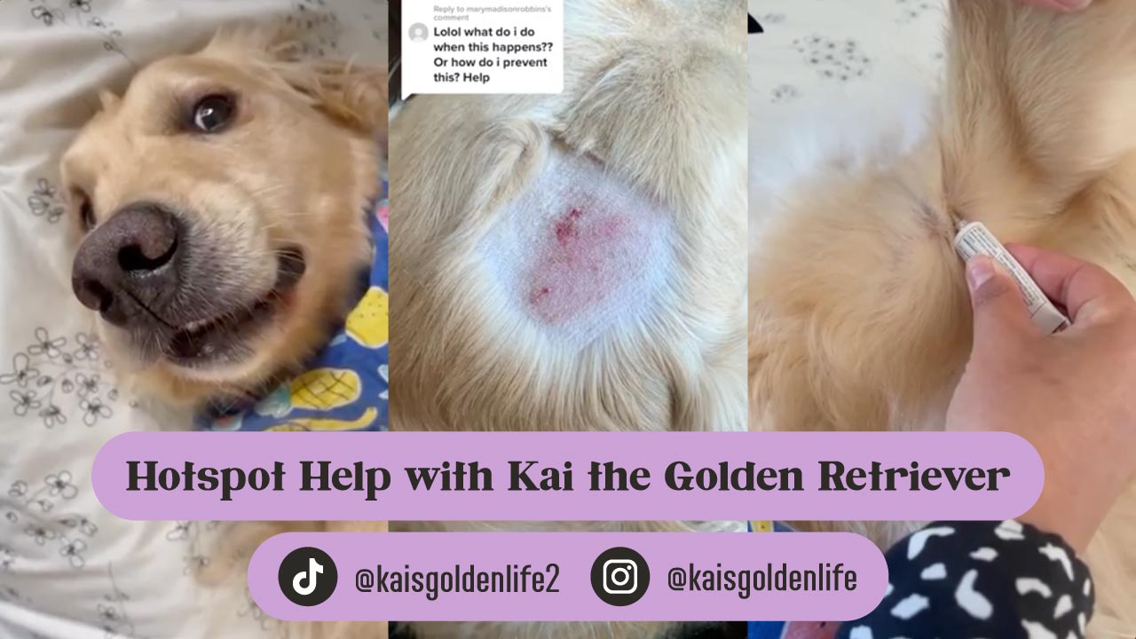 Load video: User-generated video describing Lavengel and how it was used to treat a hotspot on Kai the golden retriever