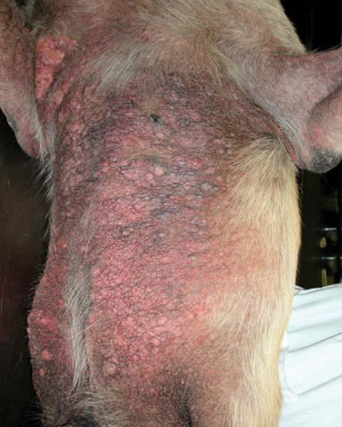 Severe case of scabies on belly of dog on veterinary examination table