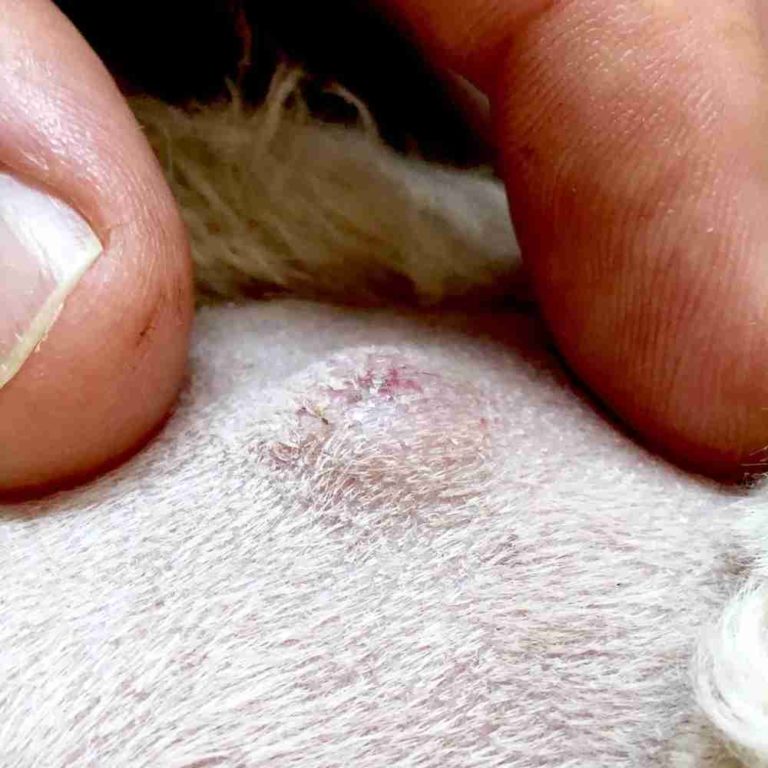 Human fingers hold skin around sebaceous cyst on dog