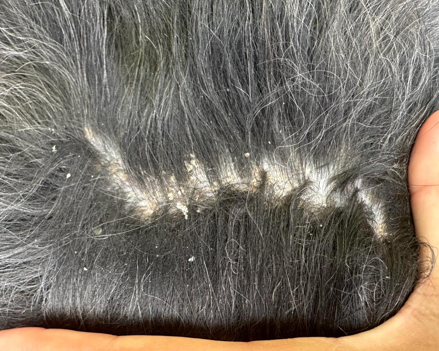 Seborrheic dermatitis with thick dandruff and crusts on black dog