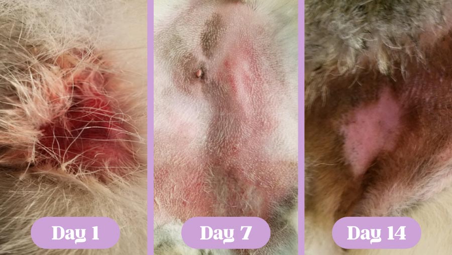 Three images of healing progression of hotspot on groin of Siberian Husky treated with Lavengel over 14 day period