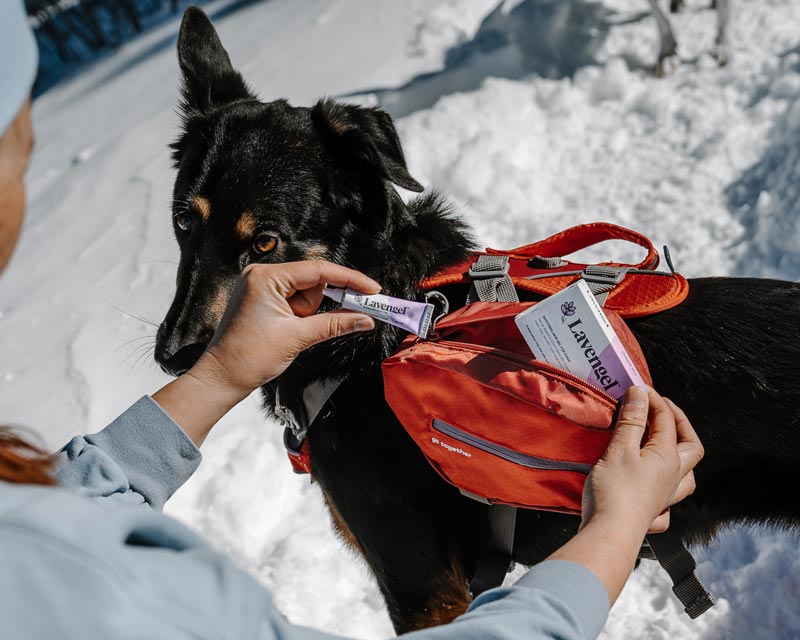 Woman pulls Lavengel box and tube out of orange dog hiking pack worn by black sherpherd mix dog standing in snow