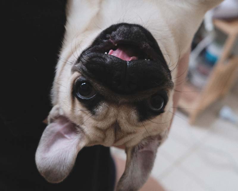Pug hangs upside down making a silly face