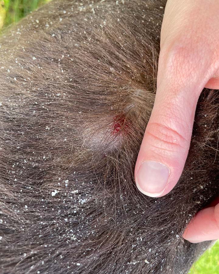 Severe dandruff (cheyletiellosis) with dry skin and red sore on back of chocolate Labrador Retriever