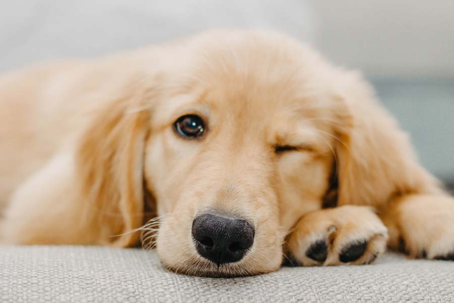 Close up of young Golden Retriever lying down winking at camera