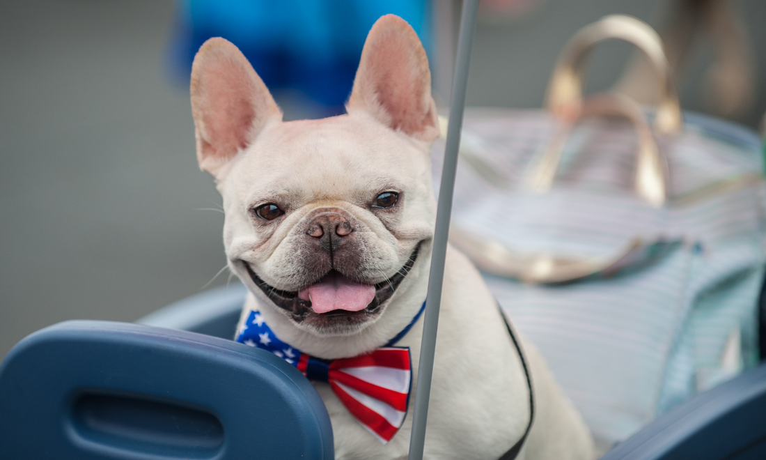 White french bulldog sitting in chair wearing American flag bowtie