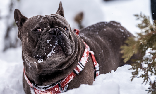 Say Goodbye to Winter Woes: Managing Wrinkle Dermatitis in Dogs