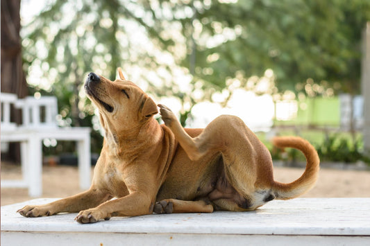 Dog scratching its ear due to potential seasonal allergies, environmental allergies, or other dog allergies