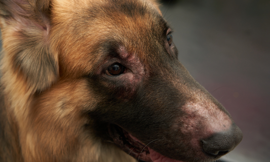 German shepherd with atopic dermatitis and alopecia on snout and around right eye