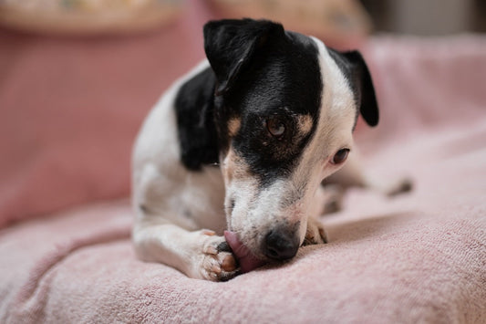 Black and white Jack Russell Terrier lies on pink blanket licking front paw