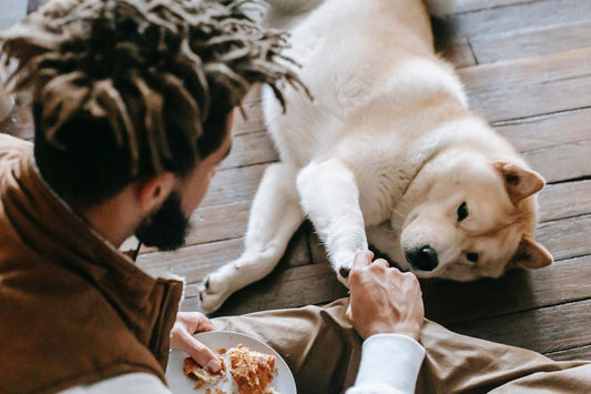 The Trust Account: The Importance of Building Trust With Our Pets
