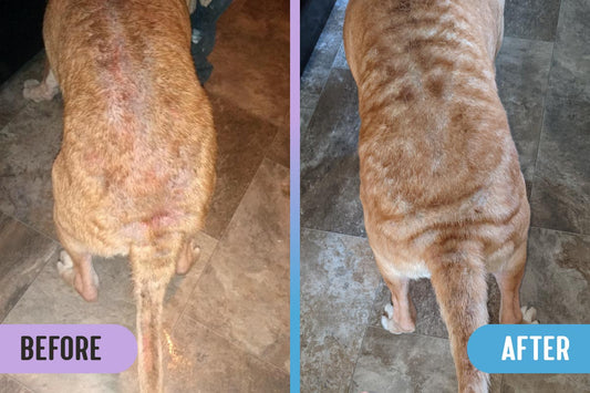 Before and after comparison of allergy dermatitis with red skin and thinning fur on a dog's back, versus healed skin and regrown fur