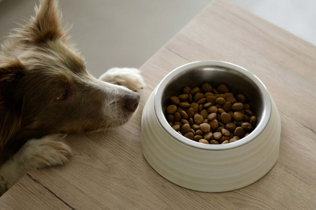 Australian shepherd has front paws and chin up on wooden table looking at dog food bowl