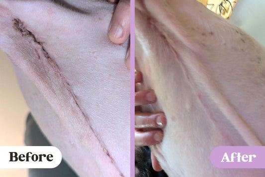 Before and after comparison of a large surgery scar on a pitbull's abdomen treated with Lavengel