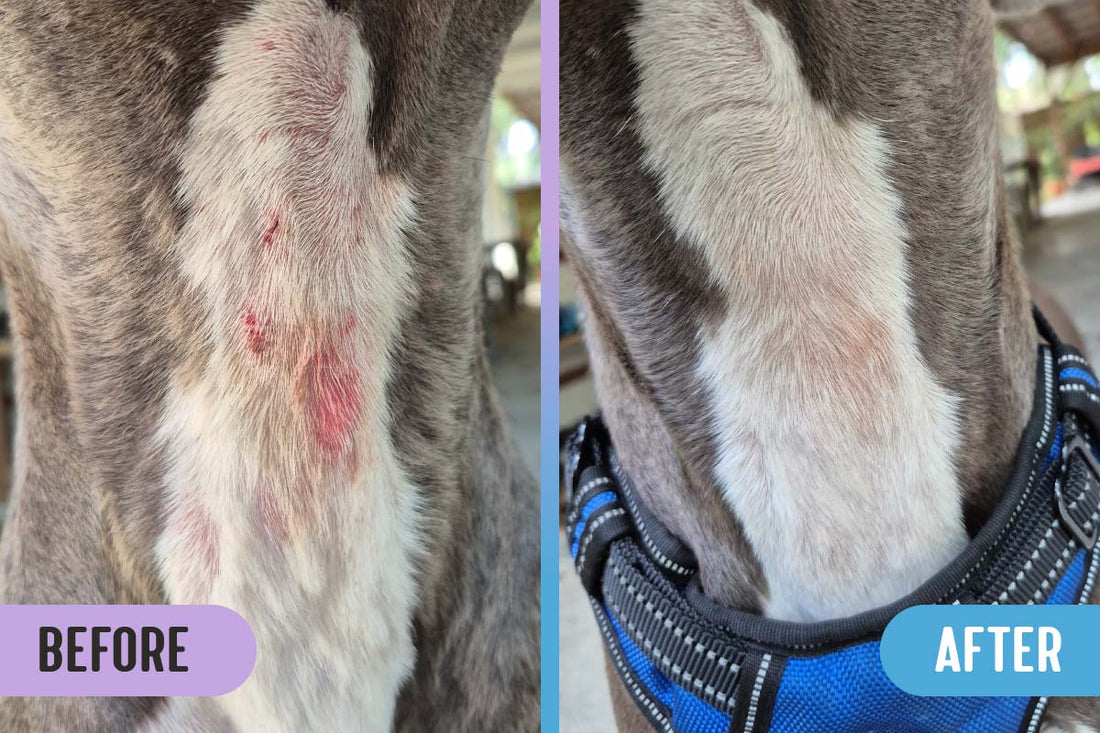 Before and after images of a hot spot and red lesions on a grey and white pitbull's throat; the after image shows healed skin and no more redness or rash after using RadiQuell Canine