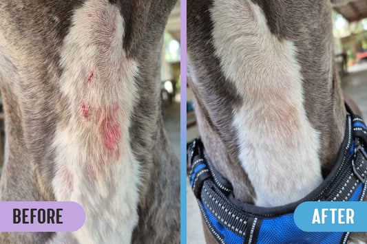 Before and after images of a hot spot and red lesions on a grey and white pitbull's throat; the after image shows healed skin and no more redness or rash after using RadiQuell Canine