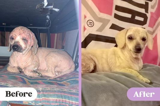 Before and after comparison of a dog with severe demodex mange, fur loss, and leathery, scabbing skin versus the same dog fully cured