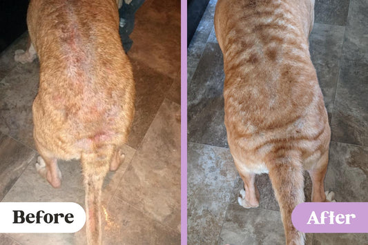 Before and after comparison of a dog's atopic dermatitis heat rash on back treated with Lavengel®