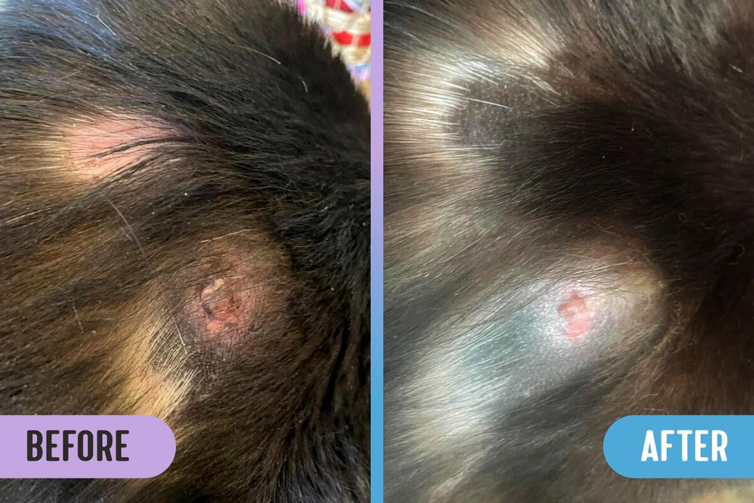 Before and after comparison of two bare spots on a dog's back, one with a ruptured cyst, the other with scaly skin and fur loss, versus healed cyst and healthy skin