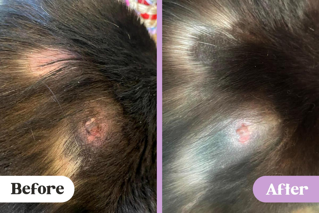 Before and after comparison of two bare spots on a dog's back, one with a ruptured cyst, the other with scaly skin and fur loss, versus healed cyst and healthy skin