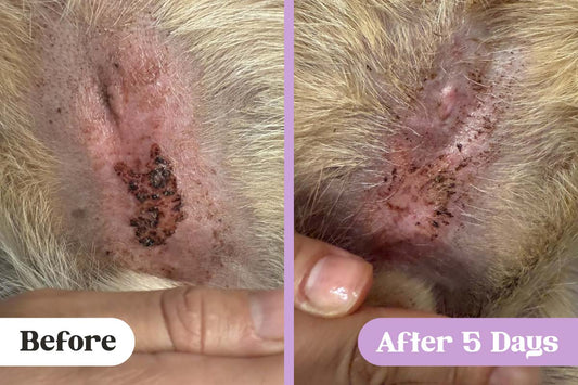 Before and after comparison of hot spot with black scabbing on a male dog's belly above the genitals vs no scabbing and less inflammation after treatment with Lavengel®