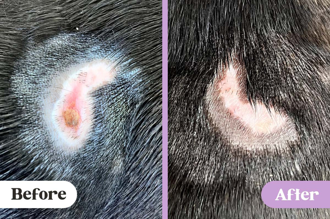 Before and after comparison of heating pad burn wound with missing fur and visible infection with puss versus no more infection