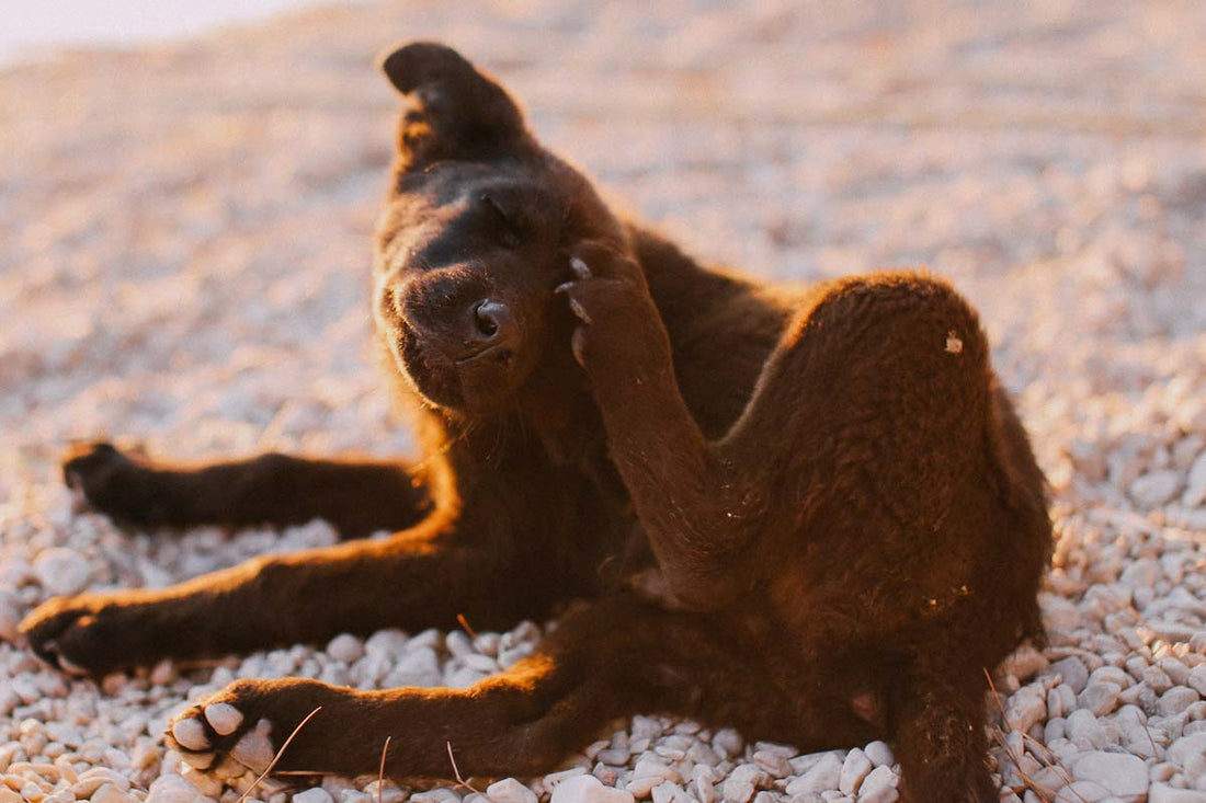 Brown Labrador Retriever puppy lies on ground and scratches face with hind leg