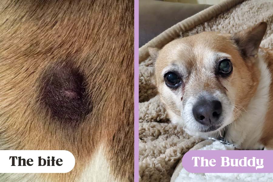 Left: Brown recluse spider bite on Chihuahua-corgi mix breed dog; right: Chihuahua-corgi mix lying on fleece bedding
