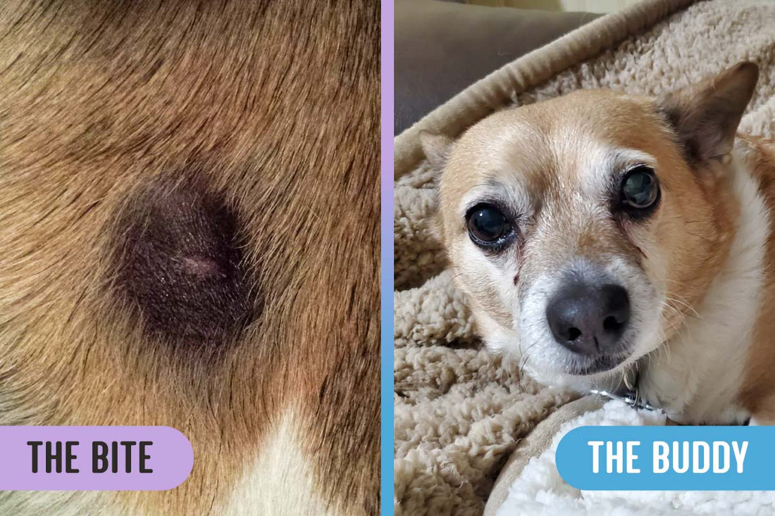 Left: Brown recluse spider bite on Chihuahua-corgi mix breed dog; right: Chihuahua-corgi mix lying on fleece bedding