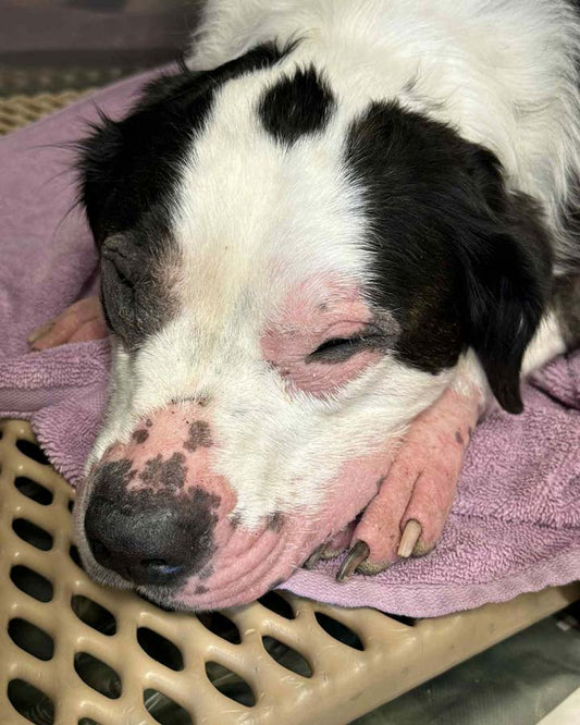 Black and white dog with pink skin and missing hair on muzzle, eyes, and feet due to allergy dermatitis