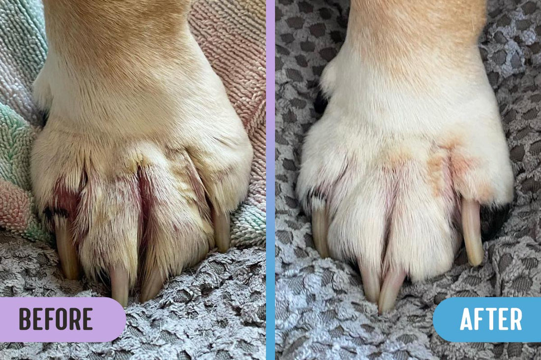 Before and after comparison of an English bulldog paw with redness, inflammation, and infection between toes versus the paw healed and clear of infection with RadiQuell Canine