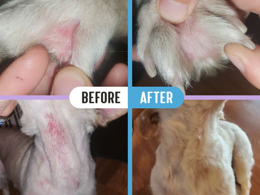 Before and after comparison of a yeast rash lesions on a dog's paw and hot spot on its throat, with noticeably healed skin after treatment with RadiQuell Canine