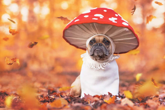 Bulldog wearing mushroom Halloween costume sits on autumn leaves in forest